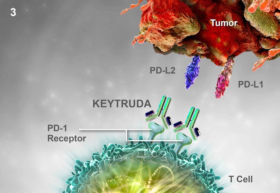A graphic representation of the mechanism of action of Keytruda.
