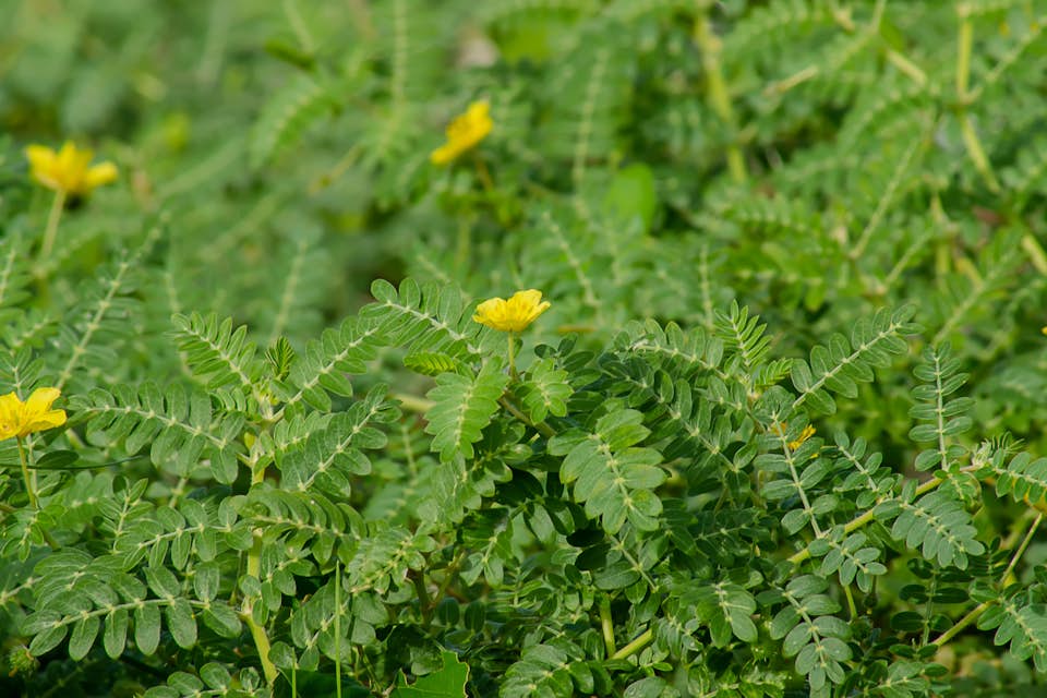 The tribulus terrestris plant with green leaves and yellow flowers.